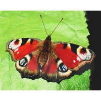 Peacock Butterfly Inachis io 20 larvae